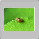 Isomira murina - Schwarzkaefer 01.jpg